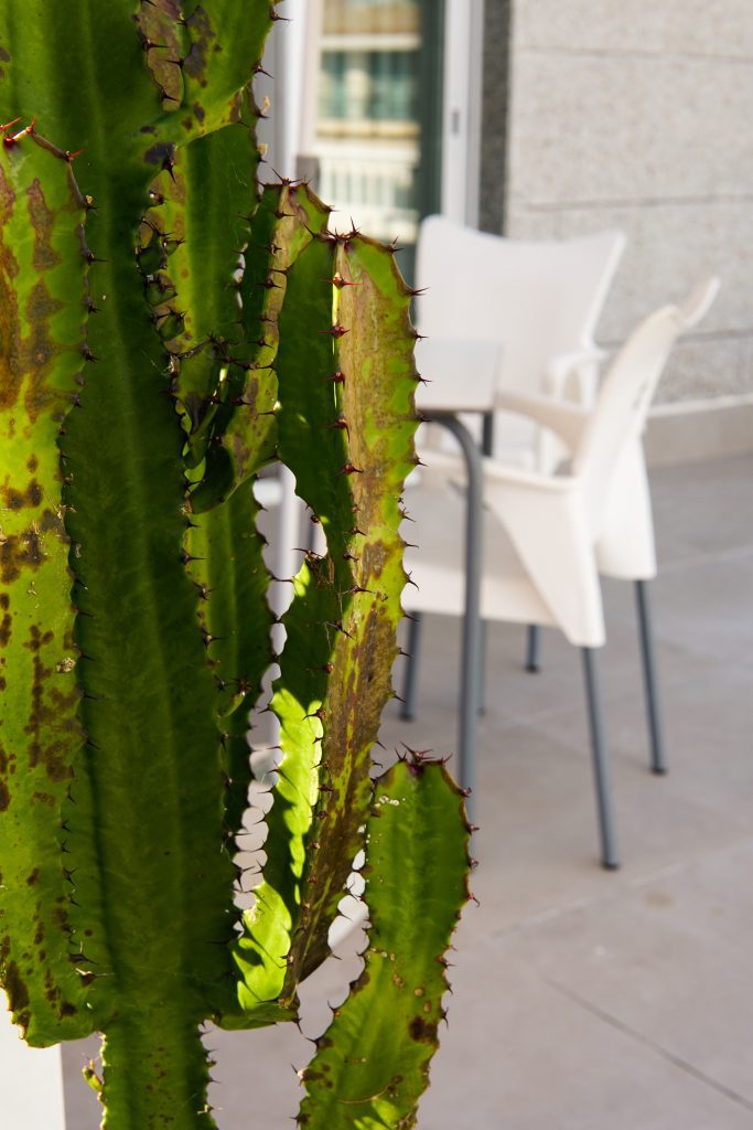 Cactus con sillas blancas